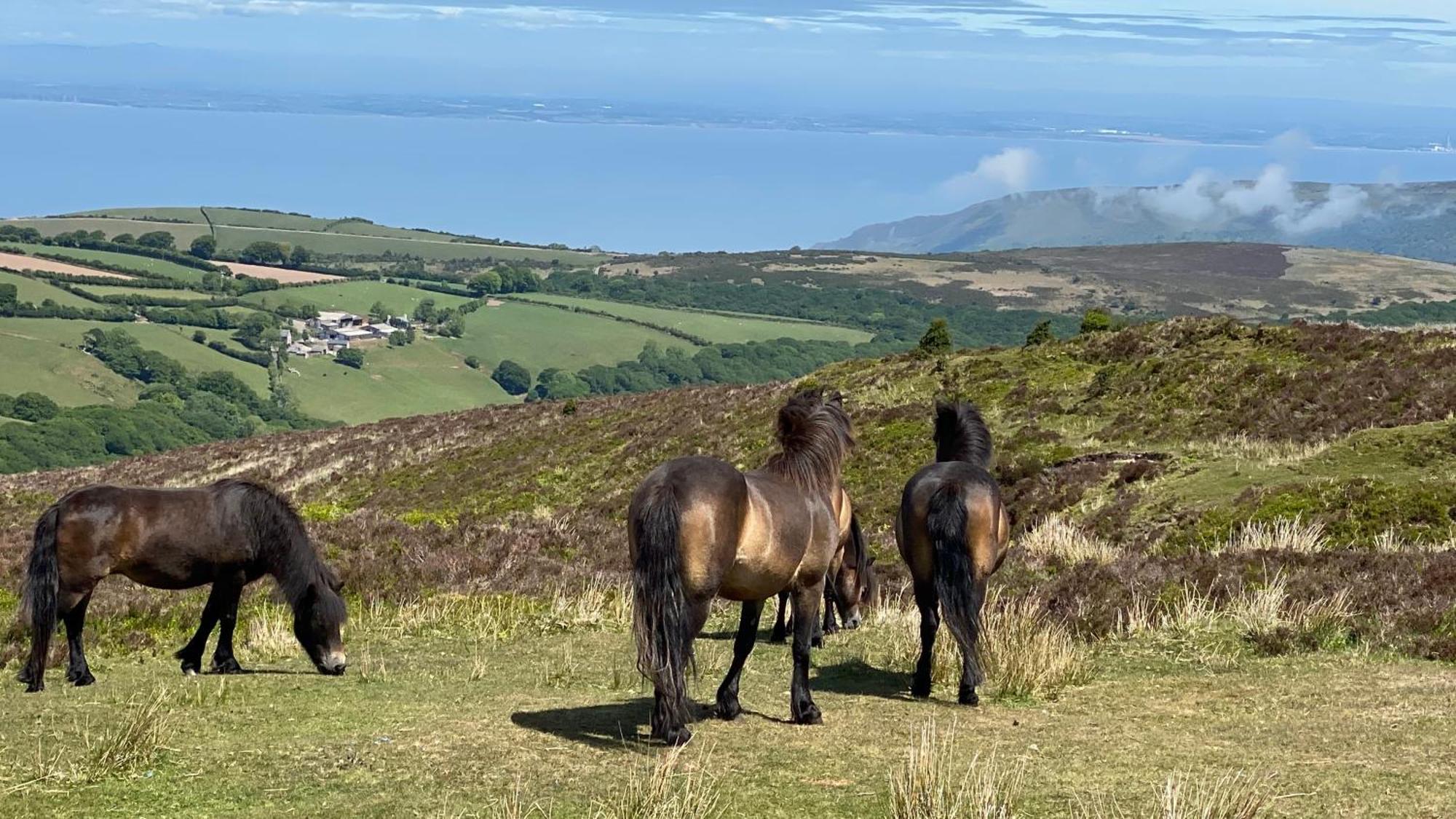 Exmoor Bnb In Withypool On Two Moors Way Exterior foto